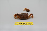 藏品(萬歲大眼蟹)的圖片
